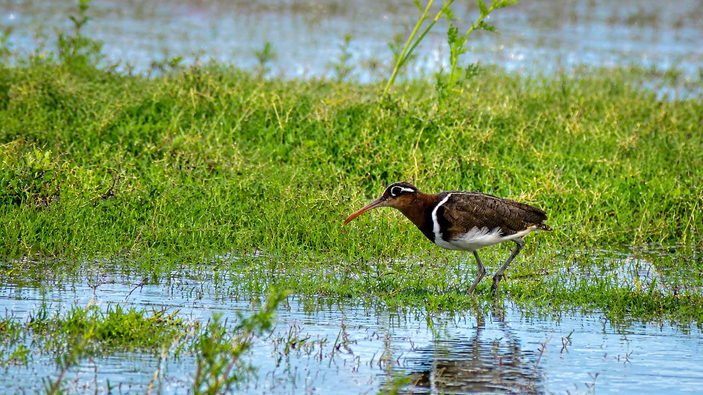 Wading bird standing in a sunlit wetland