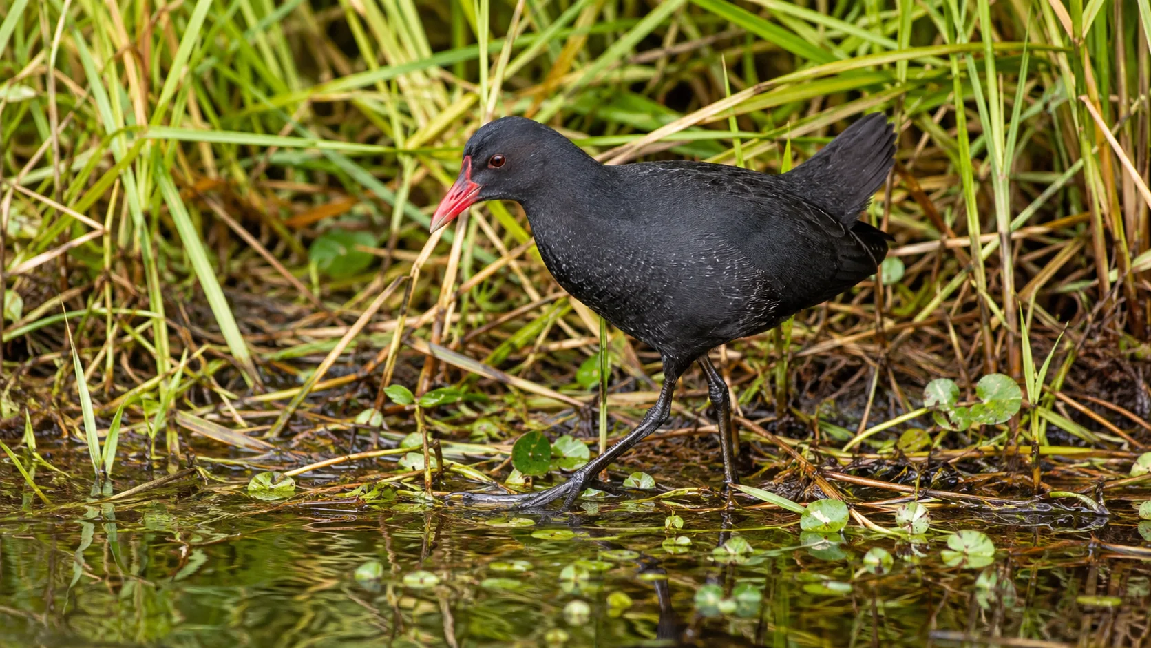Red-beaked moorhen in marsh habitat