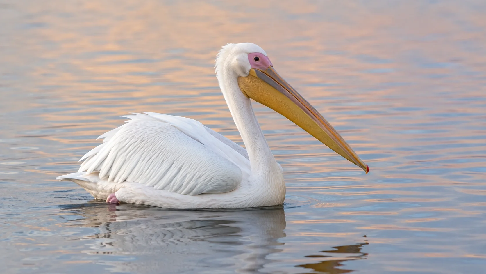 White pelican on calm wetland water
