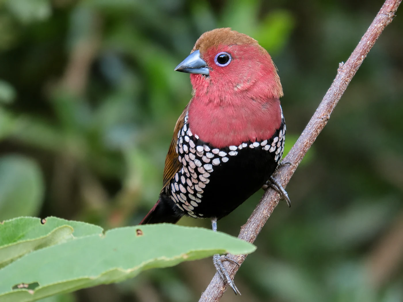 Colourful red bird in lush habitat